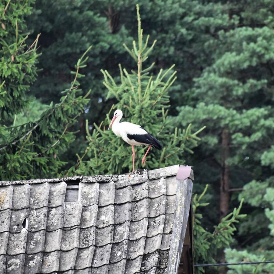 Willa Bobrowa Dolina Wojtostwo  Buitenkant foto