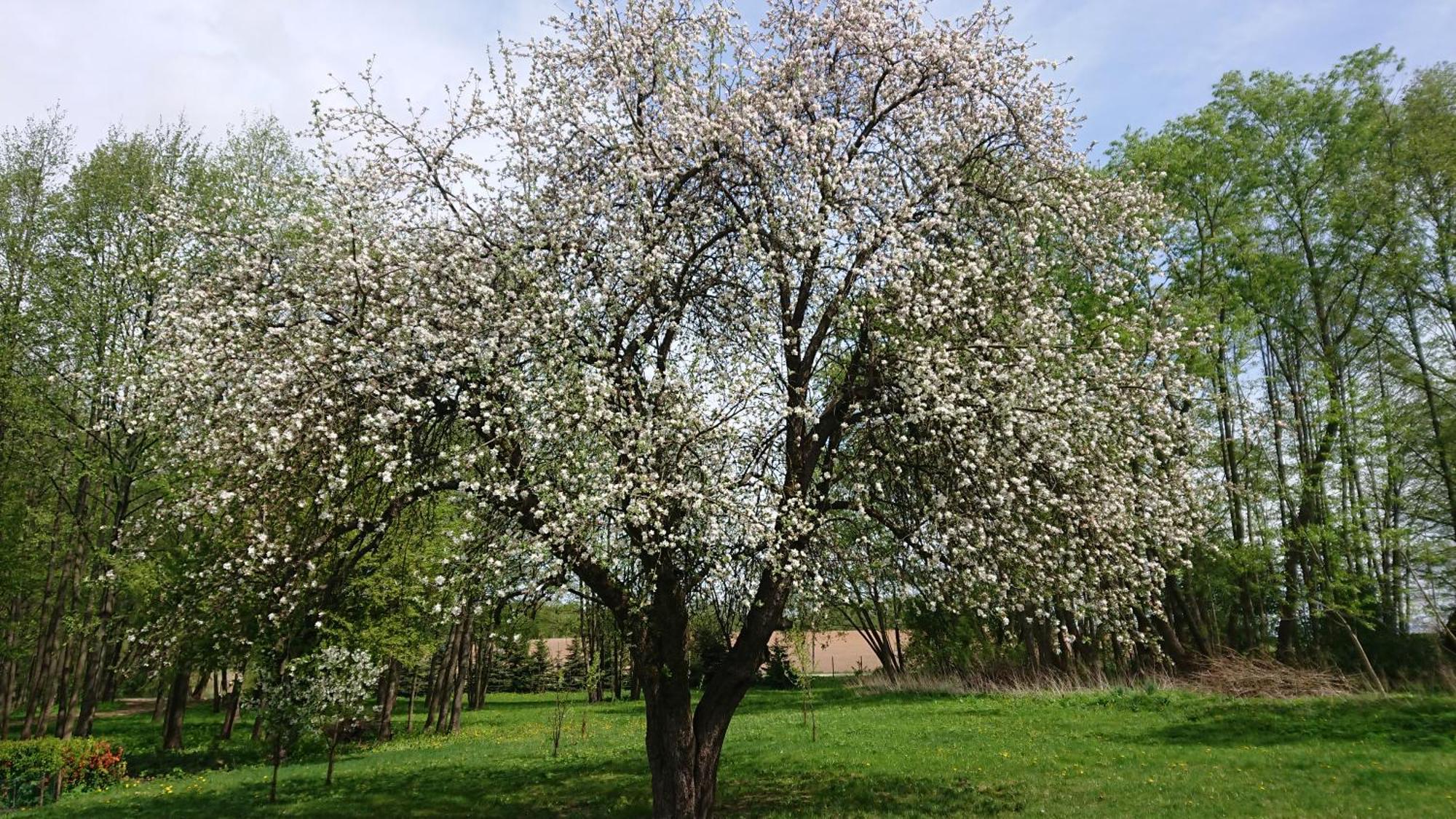 Willa Bobrowa Dolina Wojtostwo  Buitenkant foto